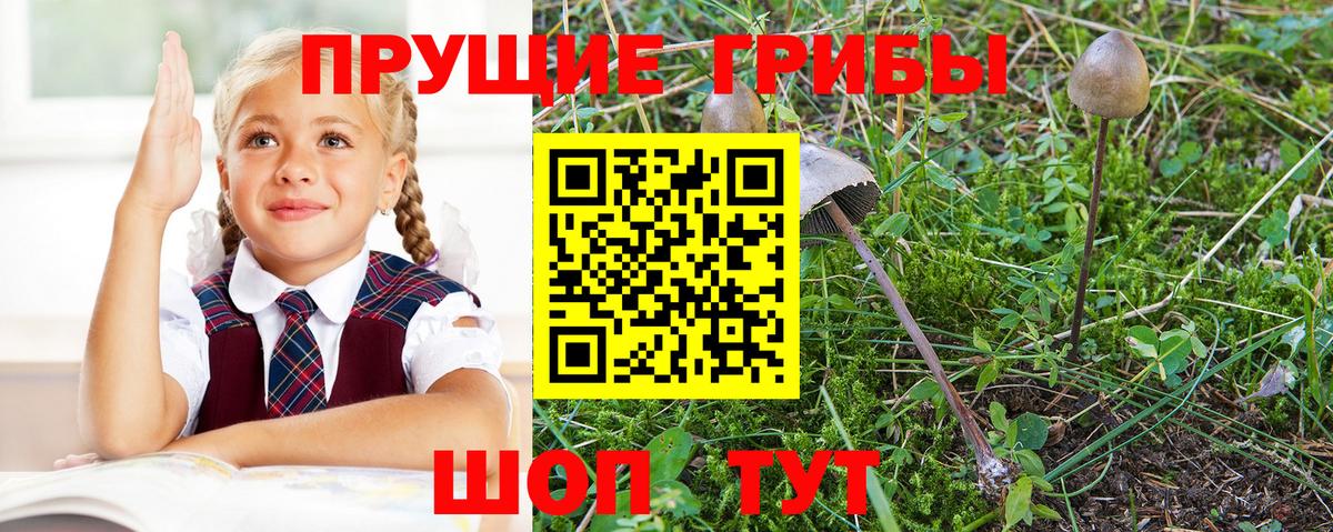 Псилоцибиновые грибы прущие грибы Кизилюрт